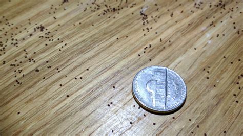 roach poop pictures|Cockroach Poop Identification .